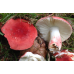 Мицелий Сыроежки красивой  / Сыроежка розовая (Russula bella)